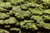 Natural background with green moss growing on the bark of a old tree trunk in a spring forest. Nature texture