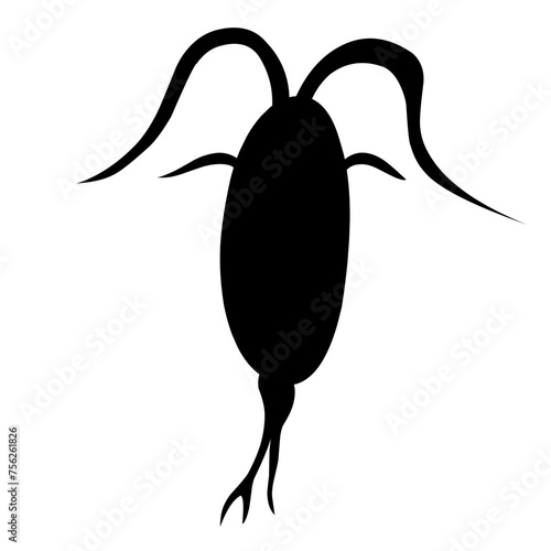 Sillhouette Copepod Microorganisms
