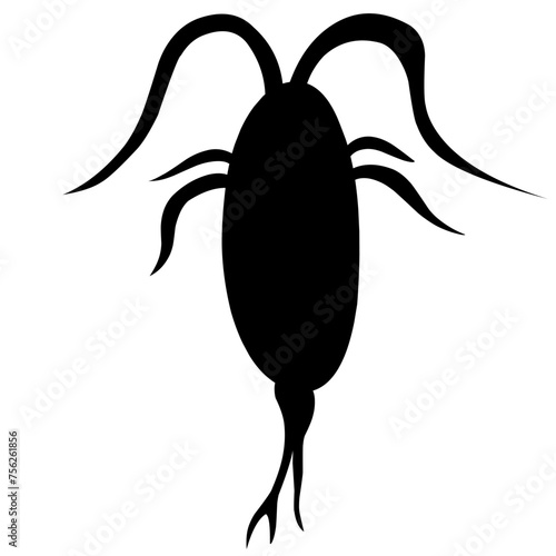 Sillhouette Copepod Microorganisms