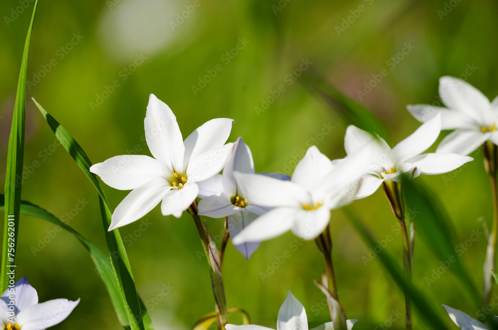Fototapeta premium ハナニラ（イフェイオン）