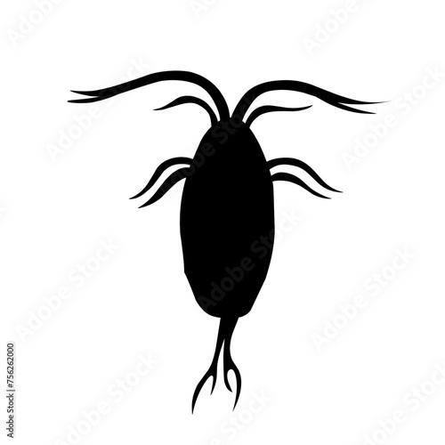 Sillhouette Copepod Microorganisms