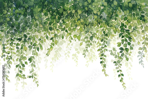 hanging vines horizontally isolated on transparent background
