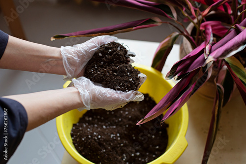 Women's hands hold soil in the shape of a heart. Transplanting flowers with love