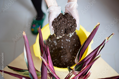 A housewife replants flowers. Transplanting flowers into new soil. Female hands in gloves hold a mixture of flowers