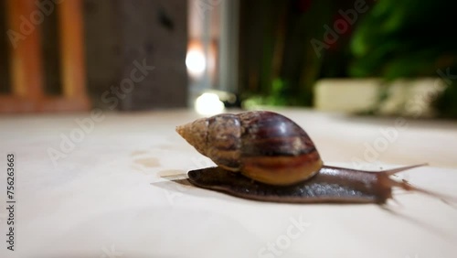 Snail shell, conical in shape, spiraled, and composed of calcium carbonate photo