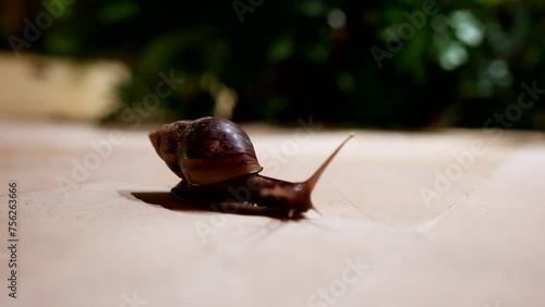 Antenna sensory organs of large brown snail navigating it’s way forward photo