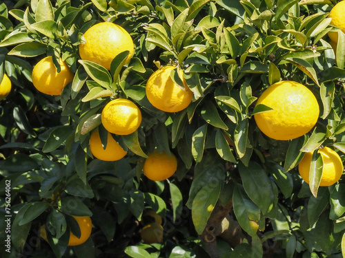 ニューサマーオレンジ001