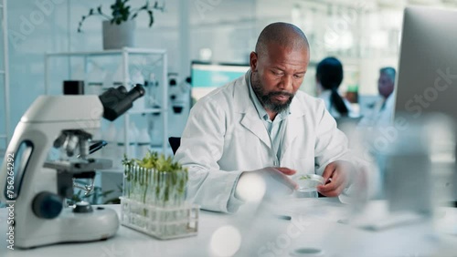 Science, laboratory and black man with plants, computer for research and typing report for medical engineering. Biotech, botany and leaves, scientist or lab technician with online review for study. photo