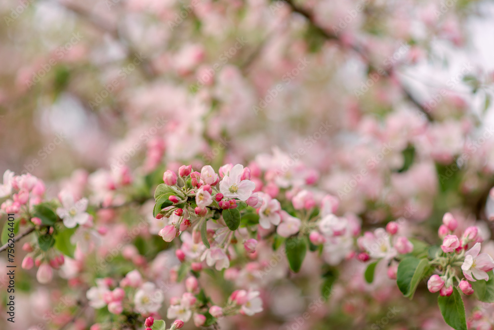 Blooming apple tree branches with web banner copy space: spring time concept