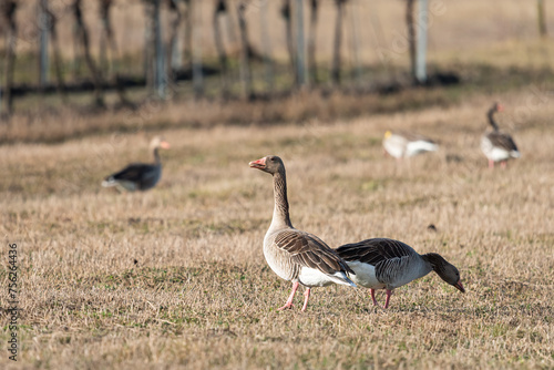 Two greylag geese on a field in winter