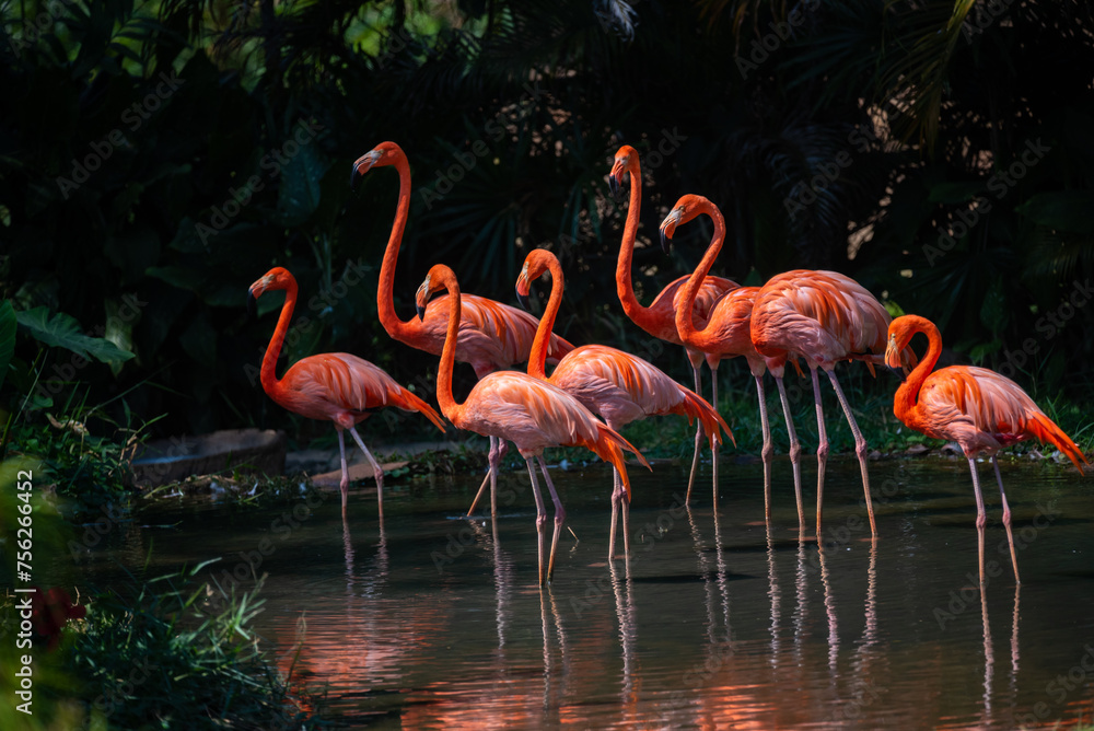 Obraz premium A group of flamingos are standing together in a field