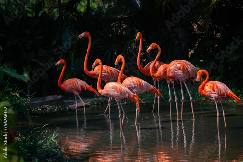 A group of flamingos are standing together in a field