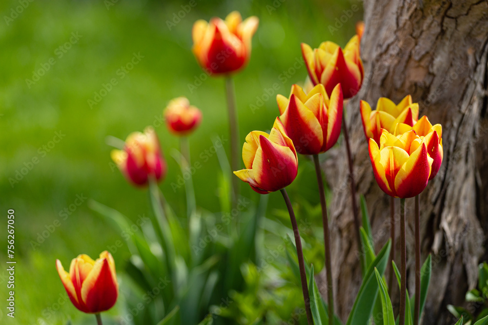 Wiosenne piękne kolorowe ogrodowe tulipany w słońcu - obrazy, fototapety, plakaty 