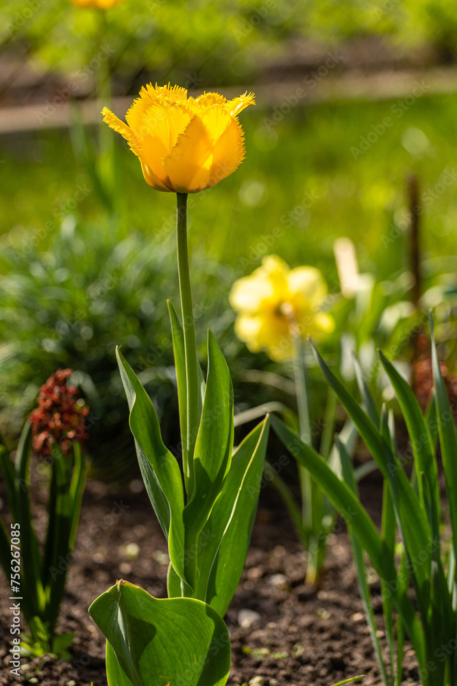 Fototapeta premium Wiosenne piękne kolorowe ogrodowe tulipany w słońcu