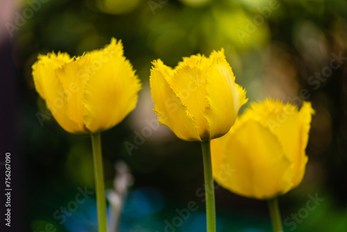 Wiosenne piękne kolorowe ogrodowe tulipany w słońcu © KoLesfot