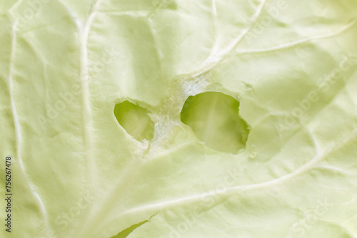 Cabbage leaves with hole by insects causes cabbage worms. Vegetable leaf texture background.  photo