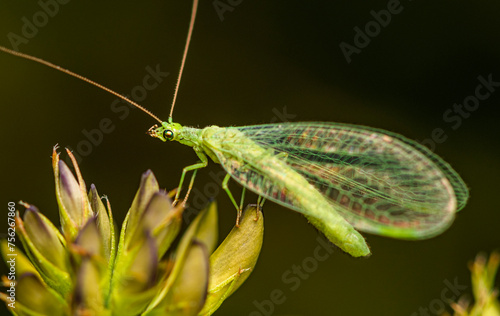 A light green lacewing fly sits on the top of a spike among thickets of green grass on a cloudy summer day.