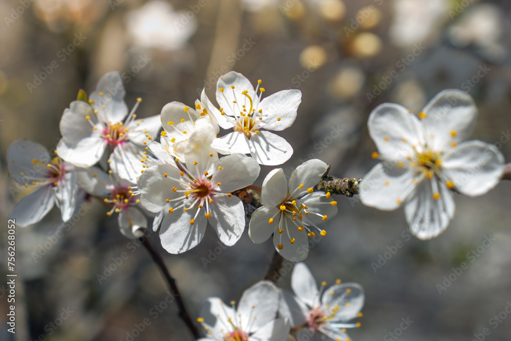 Cherry blossom. Spring garden background. Selective focus