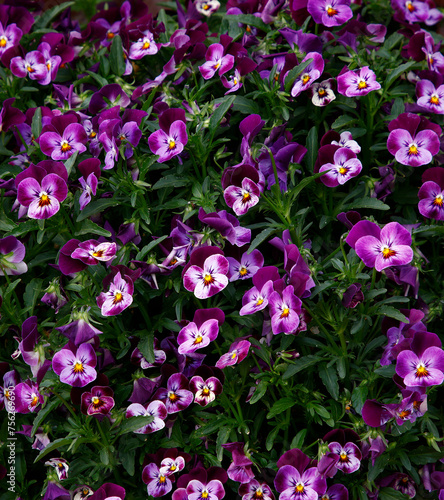 Closeup of the purple white flowers of the annual garden plant Viola.