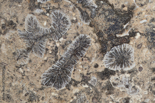 coral fossil texture photo