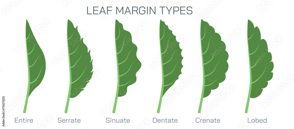 Leaf margin types vector. Types of stipules in leaf. Botany and its ...