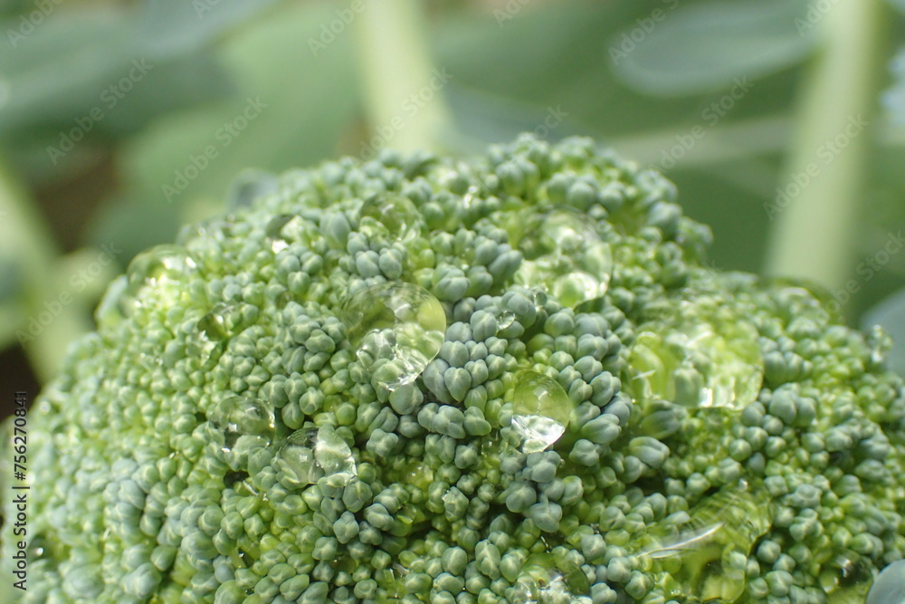 broccoli vegetable from my garden broccoli vegetable from my garden