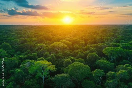 Sunset over the lush green rainforest canopy. Environmental