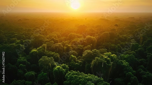 Sunset over the lush green rainforest canopy. Environmental