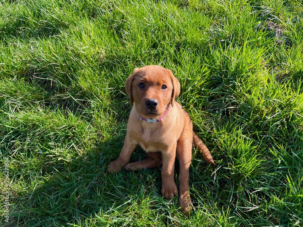 Labrador puppy  retriever in the grass