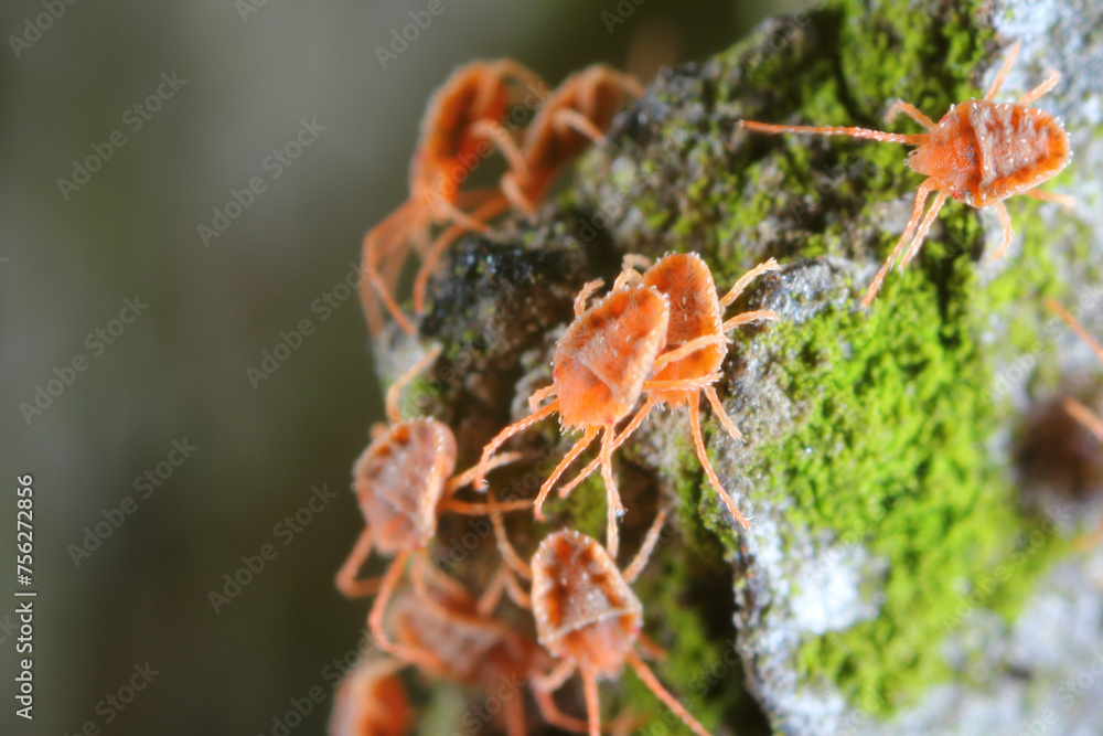 Mass group Mites of genus Bryobia in the spider mite family, Tetranychidae. These pests feed on plants. Mass group Mites of genus Bryobia in the spider mite family, Tetranychidae. These pests feed on plants.