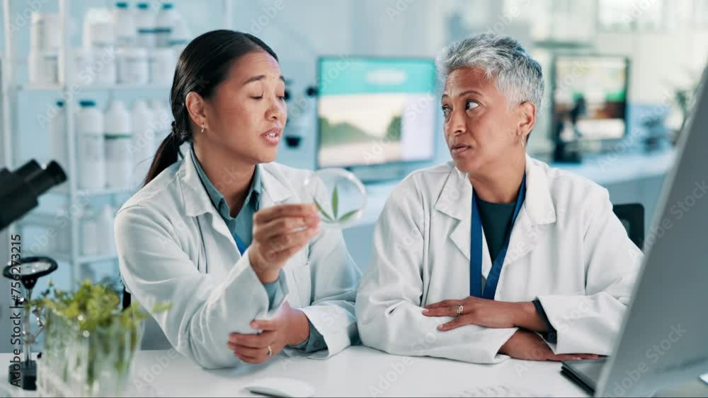 Scientist, women and team with cannabis for analysis in laboratory with leaf study, growth progress and petri dish. Collaboration, science and marijuana plant for sustainable medicine and discussion Scientist, women and team with cannabis for analysis in laboratory with leaf study, growth progress and petri dish. Collaboration, science and marijuana plant for sustainable medicine and discussion