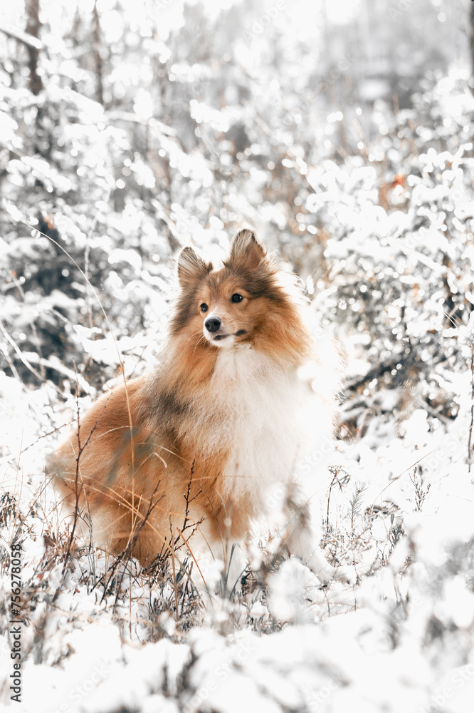 dog in snow