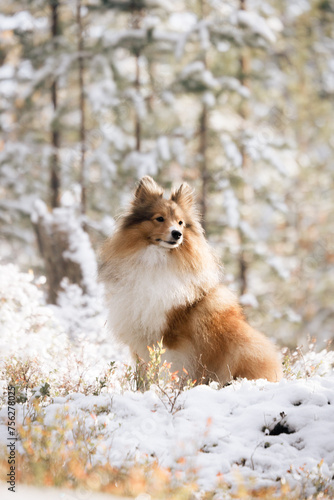 dog in snow II © Henry