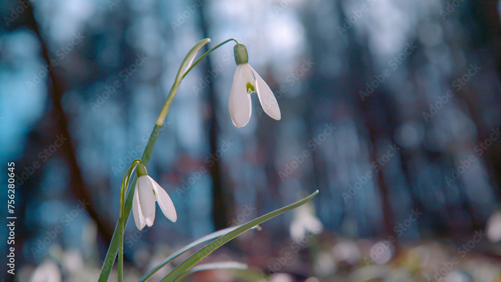 CLOSE UP: Budding little snowdrop flowers signal the coming warm spring time.