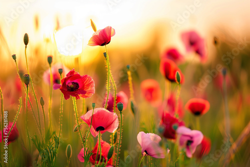 Close-Up Macro of Colorful Papaver Rhoeas Flowers in Meadow at Sunset: Selective Focus and Shallow Depth of Field