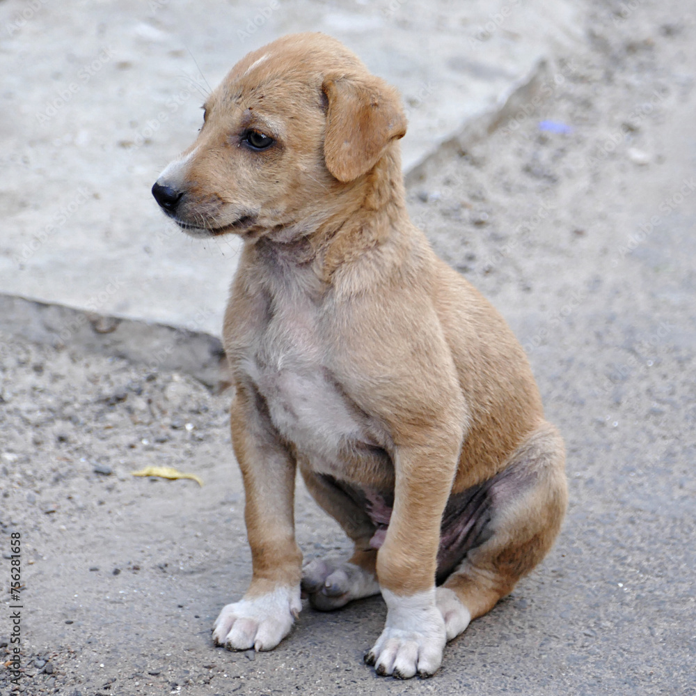 Portrait of a feral puppy in Ahmedabad, India Portrait of a feral puppy in Ahmedabad, India