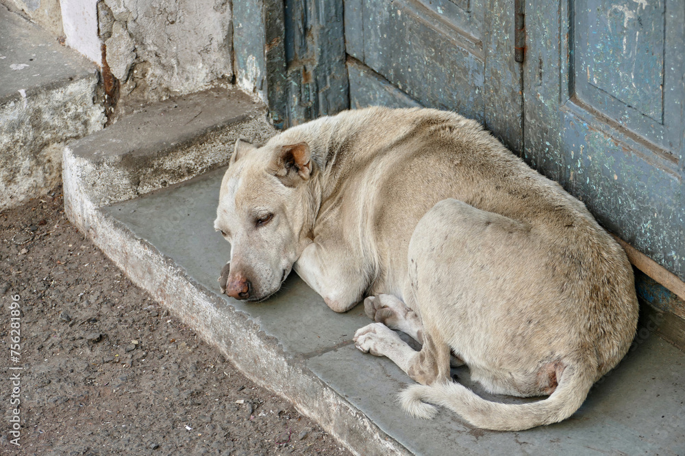Portrait of a feral dog in Ahmedabad, India Portrait of a feral dog in Ahmedabad, India