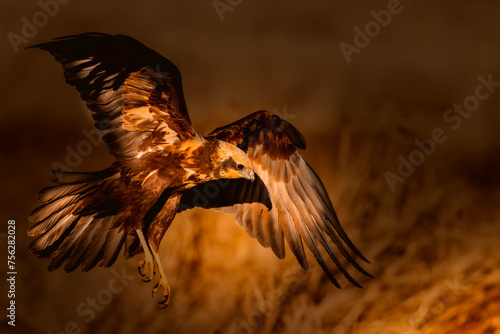 Flying bird of prey. Artistic wildlife photography. Dark nature background.