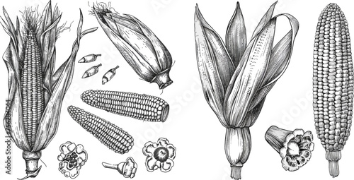 Maize plant engraving, corn cobs and sketch popcorn isolated vector illustration set