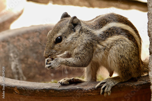 Portrait of a cute Northern Palm Squirrel in Ahmedabad, India © Schneestarre