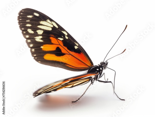 A colorful butterfly stands out with its striking orange and black patterned wings against a white background.