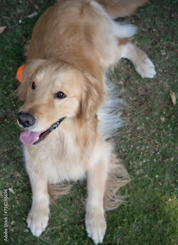 young golden retriever dog with pink tongue lay in autumn park