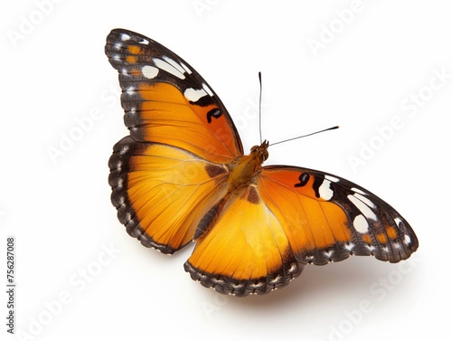 A bright monarch butterfly with open wings isolated on a white background.