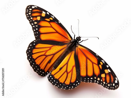 Vibrant monarch butterfly isolated on a white background. © cherezoff
