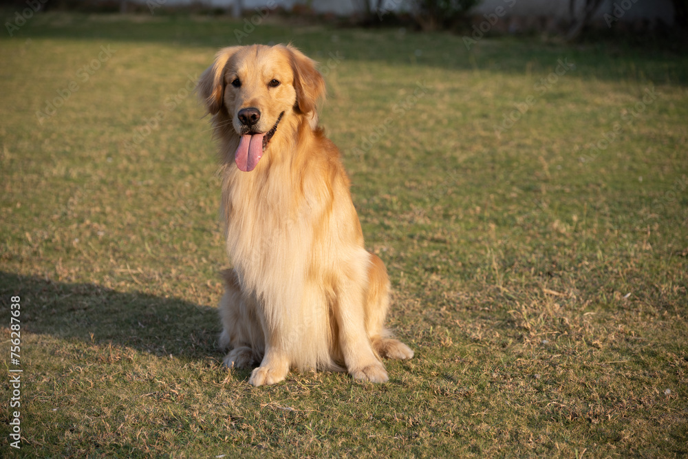 Golden retriever sits in the park on the grass in autumn. Golden retriever sits in the park on the grass in autumn.