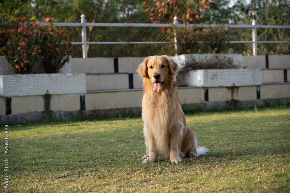 Golden retriever sits in the park on the grass in autumn.
Golden retriever sits in the park on the grass in autumn.