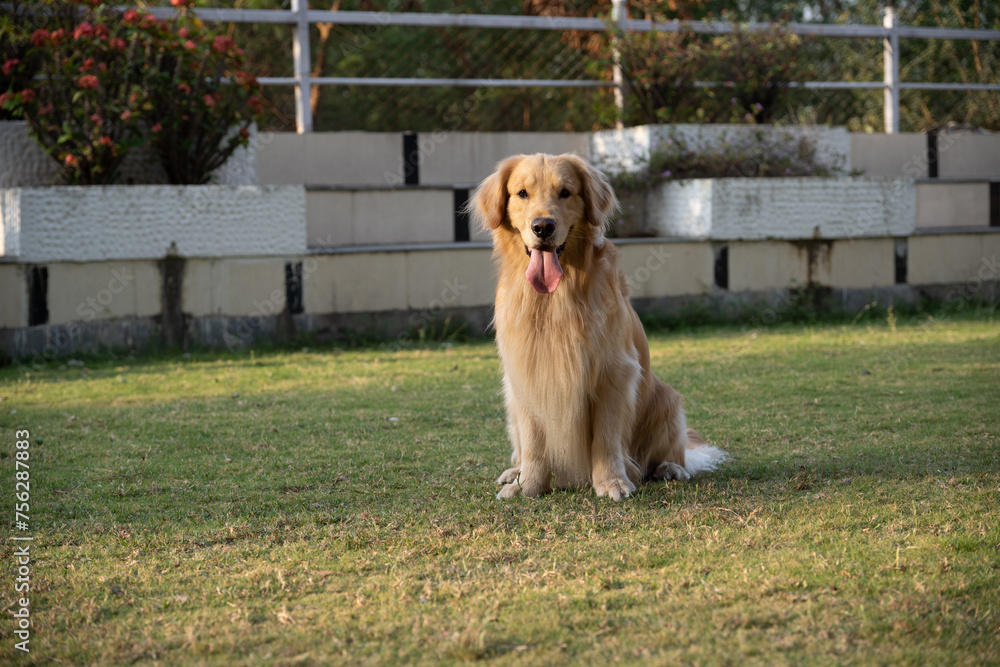 Golden retriever sits in the park on the grass in autumn.
Golden retriever sits in the park on the grass in autumn.