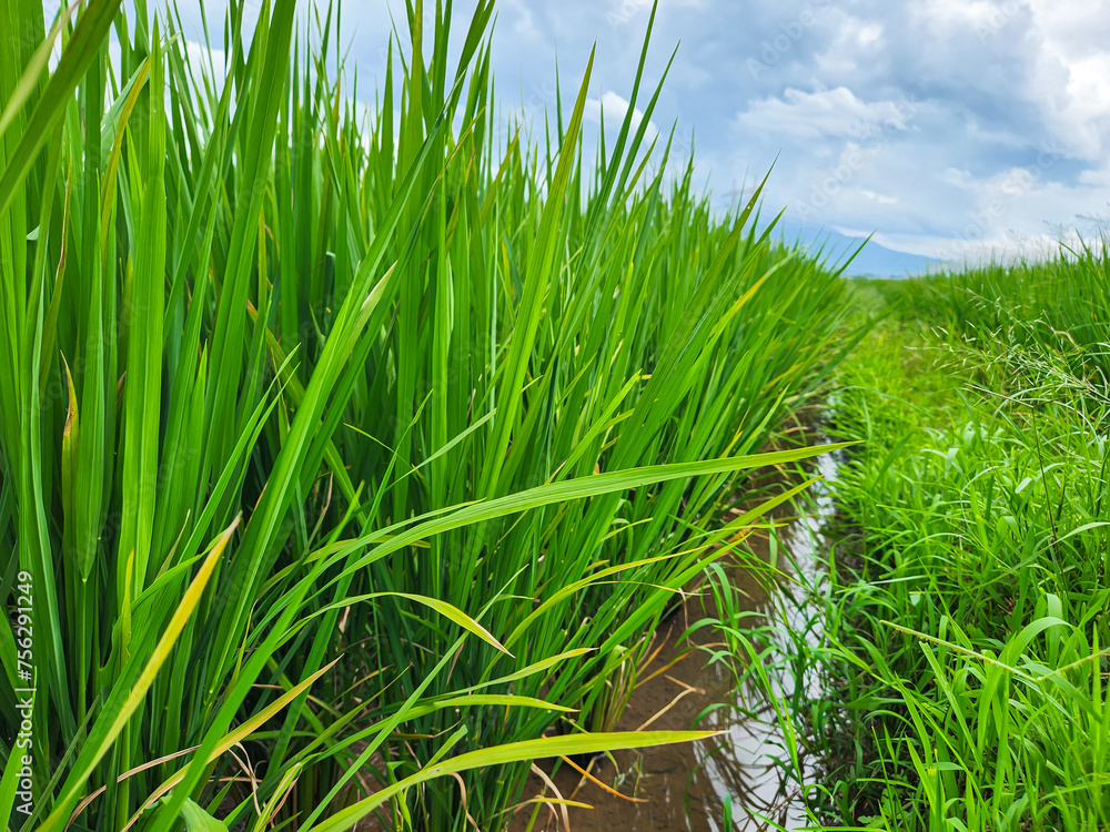 Fototapeta premium Rice field clear sky in the morning 