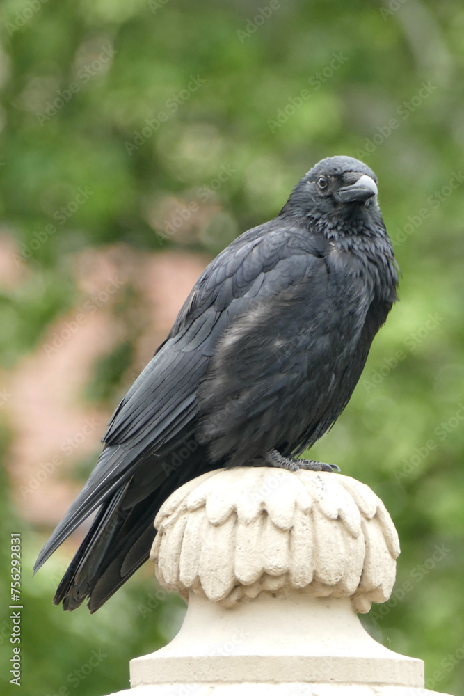 Fototapeta premium Portrait of a crow in Dresden, Germany
