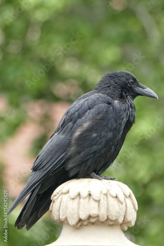 Portrait of a crow in Dresden  Germany